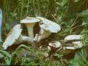 Белый гриб Таджикистана